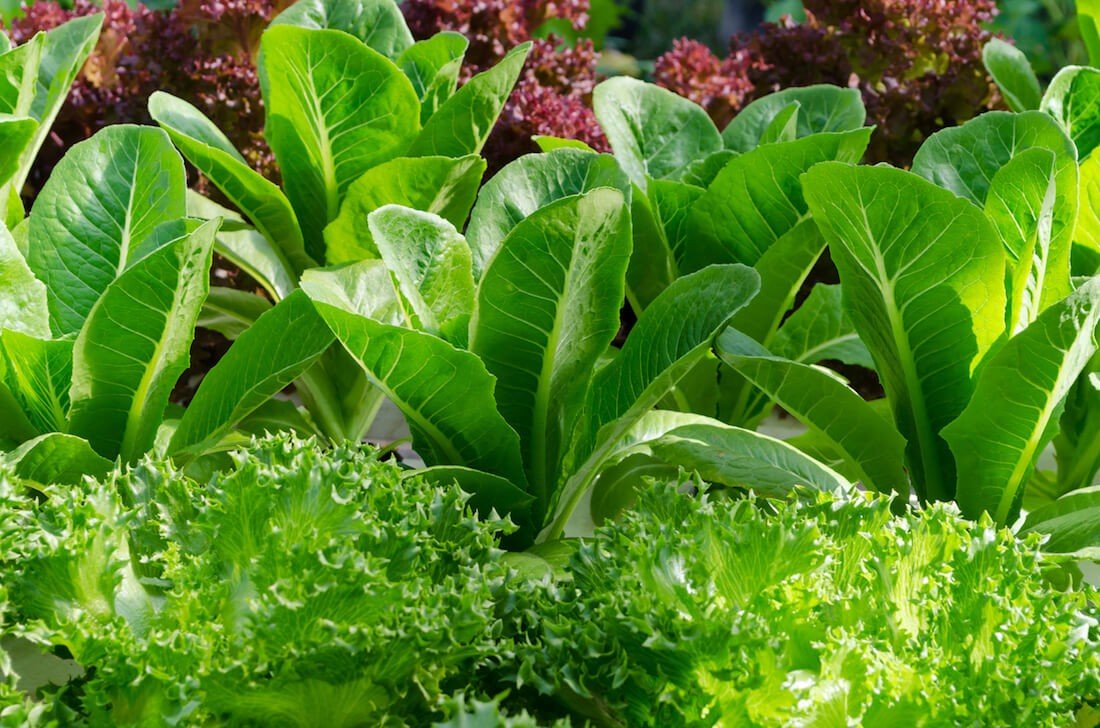 Ristorazione collettiva - Solaria Società Cooperativa insalata-bio